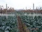 Grape Post thumbnail-1