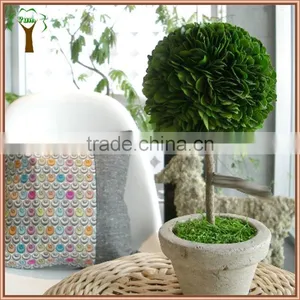 Green Preserved Boxwood Ball With White Potted thumbnail-1