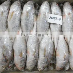 Frozen Croaker thumbnail-2