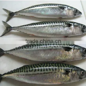 Frozen Fish Spanish Mackerel thumbnail-1