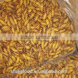 Spiny Lobster Frozen Silkworm Chrysalis thumbnail-2