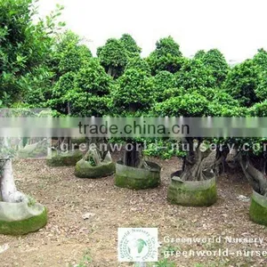 Ficus Microcarpa Project Tree thumbnail-1