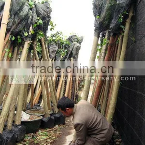 Sacred Fig Trees thumbnail-1
