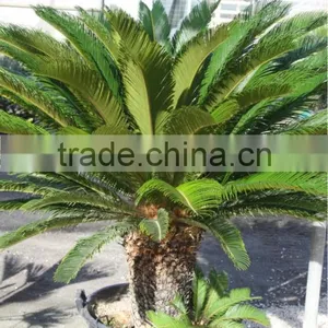 Cycas Revoluta thumbnail-1