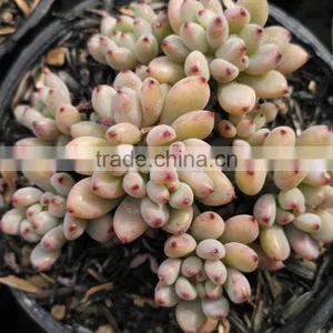 Graptopetalum Pachyphyllum Bluebean Decorative, Plants Echeveria Succulent Plants Tropical Plants thumbnail-3
