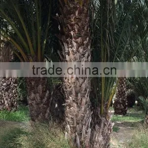 Phoenix Dactylifera "Date Palm Tree" thumbnail-1
