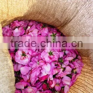 Indian Rose Oil Pure Fresh thumbnail-3