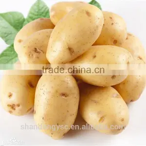 Sweet Fresh Potato thumbnail-1