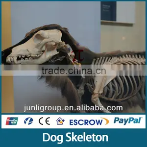 JLDF-G-0021 Customized Size Dog Skeleton For Sale thumbnail-1