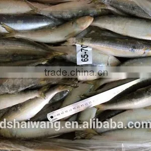 Sardine for Fish Bait From China Size 60 - 70 Pcs/ctn thumbnail-2