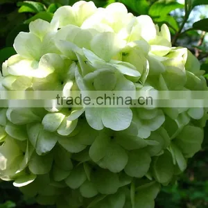Newest Best-Selling Popular Lime Green Hydrangea Flower thumbnail-3
