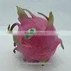 Fresh Dragon Fruit / Pitaya thumbnail-2