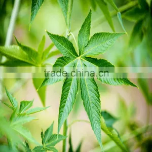 Sweet Tea Extract Natural Sweetener thumbnail-2