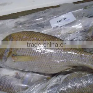 FROZEN EMPEROR FISH thumbnail-2