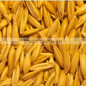 Oats, Rye and Rice Bran thumbnail-1