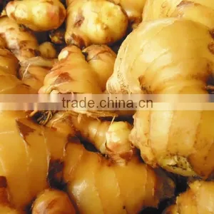 Ginger Viet Nam High Quality 2014 thumbnail-1