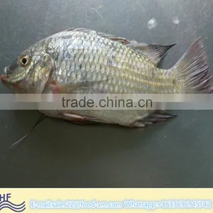HHF FROZEN BLACK TILAPIA WHOLE ROUND thumbnail-1
