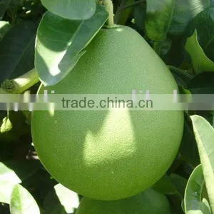 Pomelo thumbnail-1
