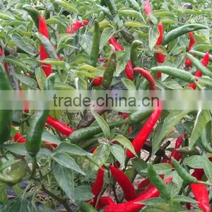 Hybrid F1 Pepper Seeds Hot Pepper Seeds for Growing-Chcbi thumbnail-2