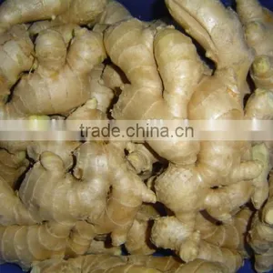 Fresh Mature Fat Ginger thumbnail-5