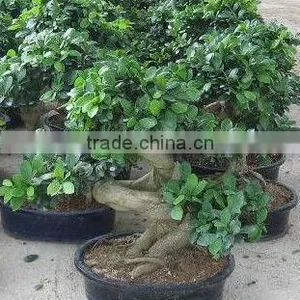 Ficus Microcarpa S Shaped Bonsai thumbnail-1
