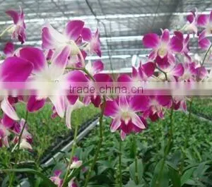 Dendrobium Hybrids Blooming Orchids thumbnail-1