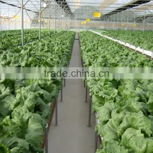 Industrial Greenhouse thumbnail-3