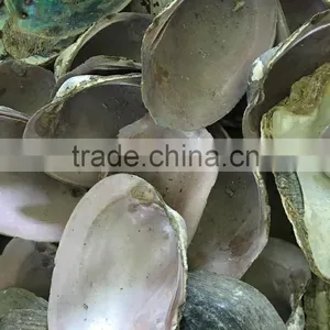 Raw American Pink Shell thumbnail-1