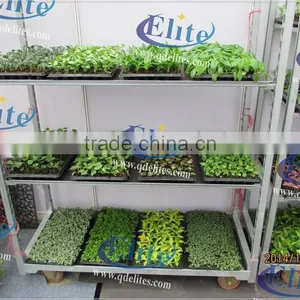 341 Nurse Young Plants in Hothouses thumbnail-5