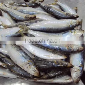 Frozen Sardines Whole Round,80pcs for 10kgs per Carton thumbnail-1