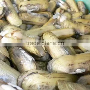 Frozen Vacuum Razor Clam Meat thumbnail-1