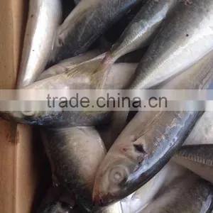 Pacific Mackerel thumbnail-5