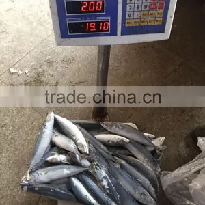 Below 150g Frozen Pacific Mackerel thumbnail-2