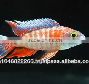 Cichlid Fish Farm for Sale and Export thumbnail-1