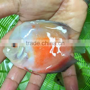 Discus Fish Farm and Export Company thumbnail-3