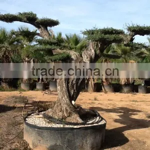 OLEA EUROPAEA Millenary thumbnail-5