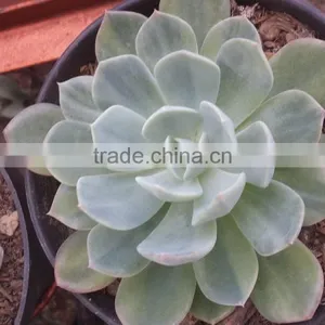 Echeveria Blue Variegated thumbnail-1