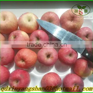 Chinese Red Fuji Apple/Apple Fresh thumbnail-3