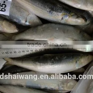 New Caught Frozen Sardine With Size 90 Pcs / 10kg thumbnail-3