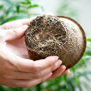 Peat Pots for Flower Nursery, 2.5-Inch, Root Penetration Design, Promotes Healthy Growth thumbnail-5