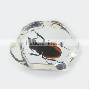 2016 New Design Promotional Gift Desk Decoration Real Insect thumbnail-1