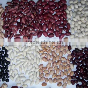 Small Black Bean Chinese Origin thumbnail-5
