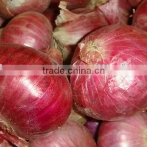 Onion thumbnail-1
