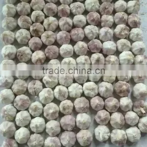 China Top 8 Manufacturer Supplier 2016 Fresh Garlic for Indonesia, Malaysia, Brazil thumbnail-1