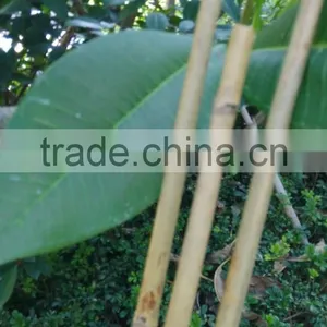 Small Package Bamboo Sticks 6pcs or 12pcs/plastic Bag for Wholesale in Supermarket thumbnail-3