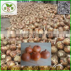 China Red/Yellow Onion Suppliers thumbnail-2