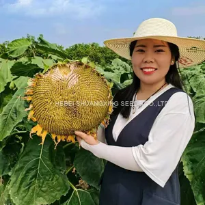 S1312 Hebei Shuangxing White Color Planting Sunflower Seeds thumbnail-4