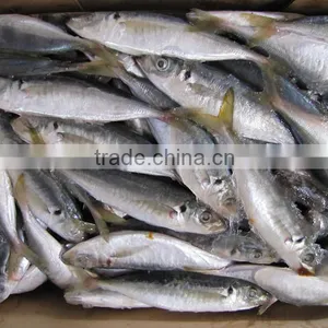 High Quality WR Frozen Pacific Mackerel Fish thumbnail-4