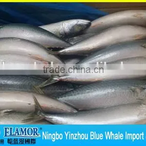 Best Quality Fresh Scomber Japonicus Mackerel thumbnail-5