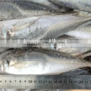 Frozen Whole Round Fish Horse Mackerel 22-25cm for Sale thumbnail-2